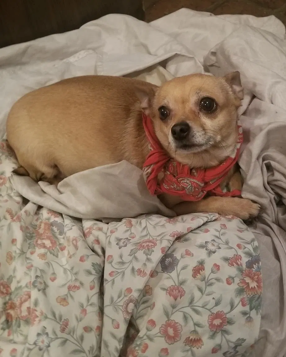 Lost dog in Knoxville, TN, 37921