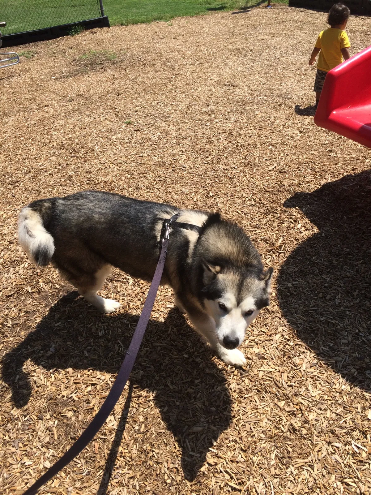 Lost dog in Roxboro, NC, 27573