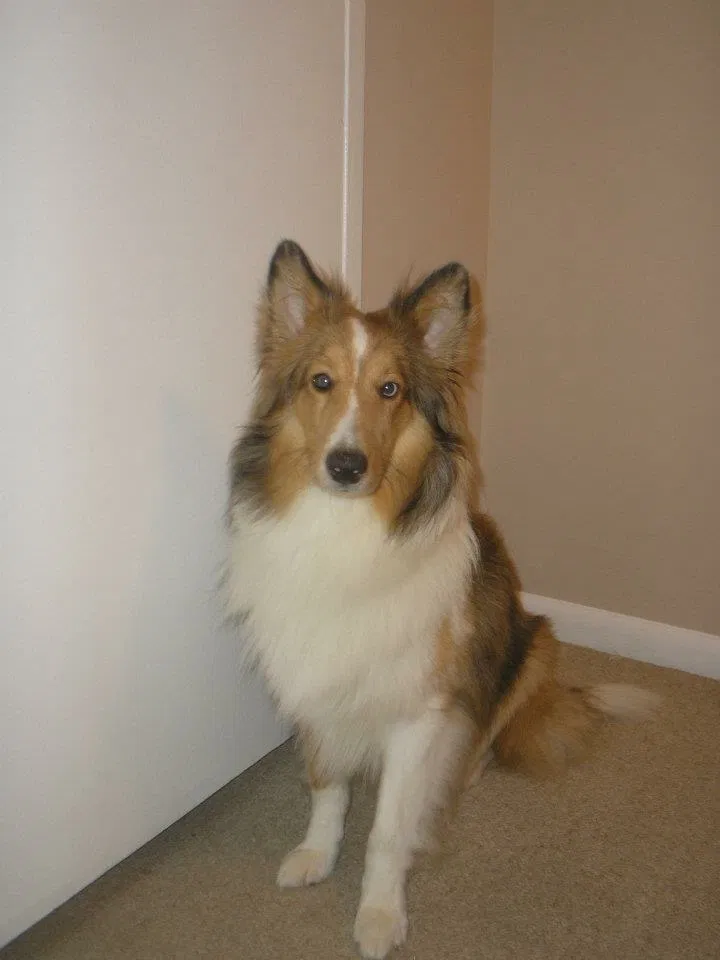 Lost dog in Woodbridge, VA, 22193