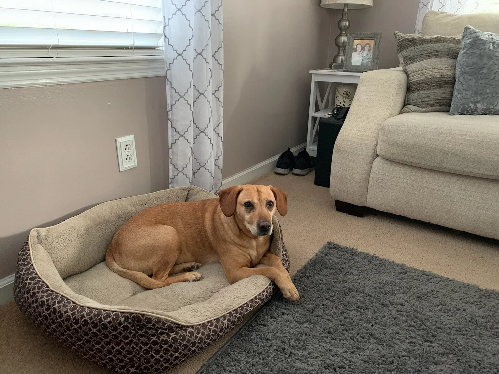 Lost dog in Summerville, SC, 29485