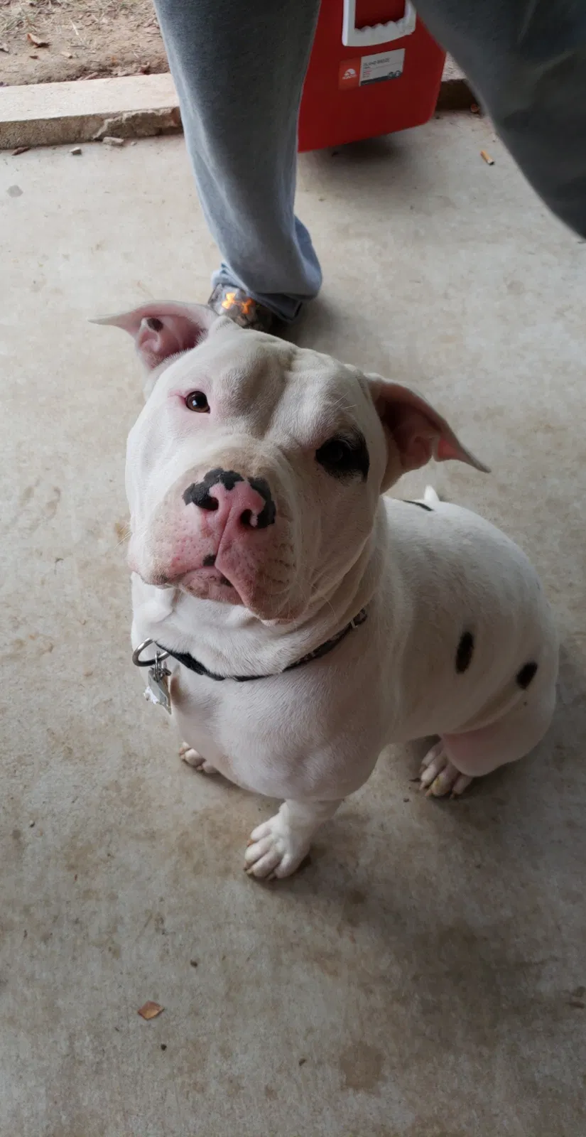 Lost dog in Longview, TX, 75601