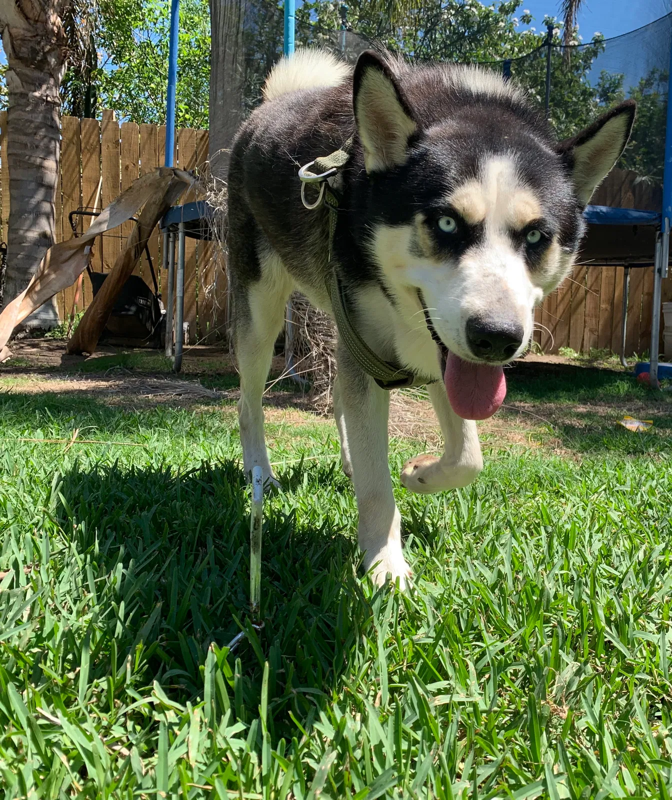Lost dog in Brownsville, TX, 78526
