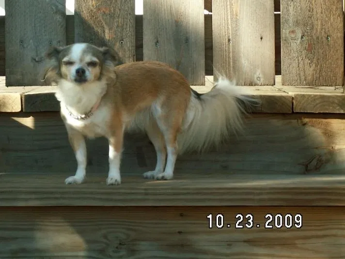 Lost dog in Cleveland, TX, 77328