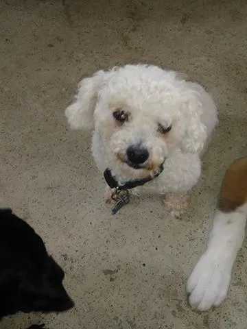 Lost dog in Kansas City, MO, 64123