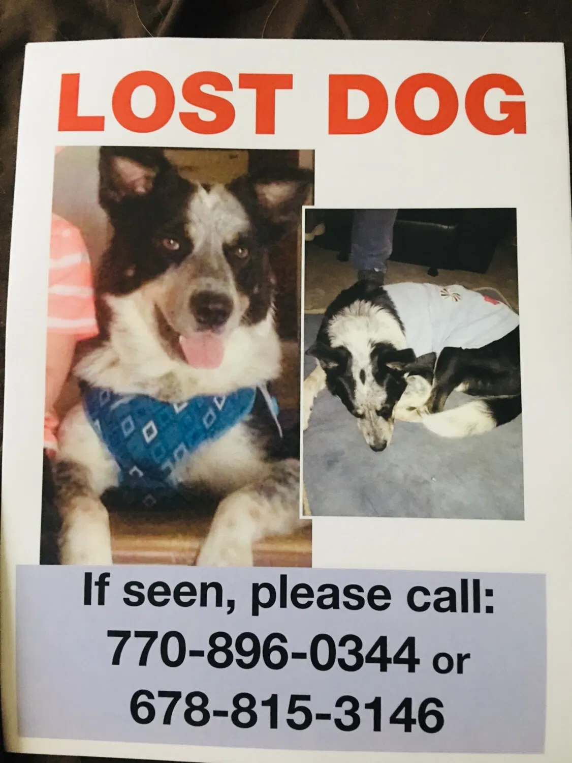 Lost dog in Winston, GA, 30187