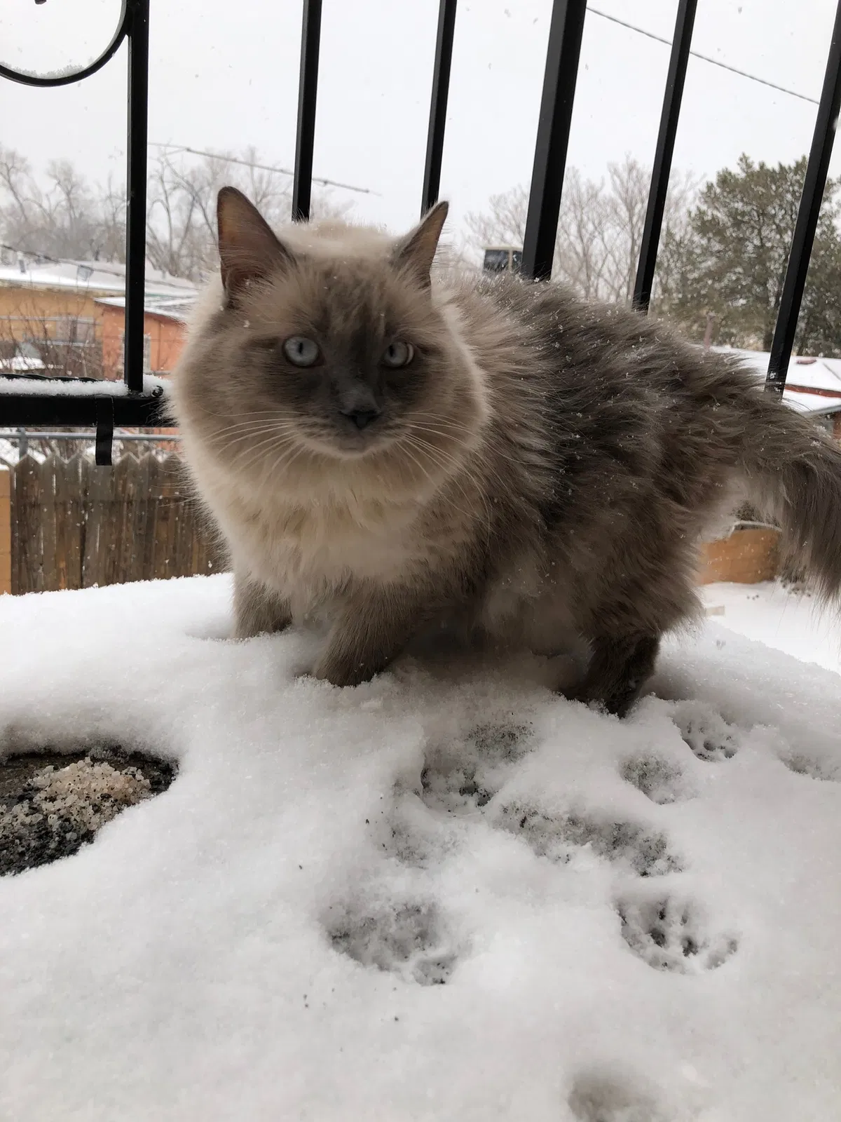 Lost cat in Albuquerque, NM, 87110