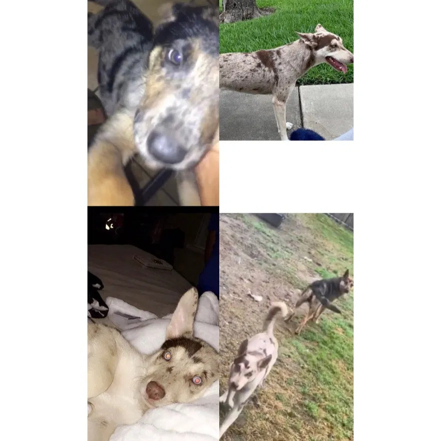 Lost dog in Victoria, TX, 77901