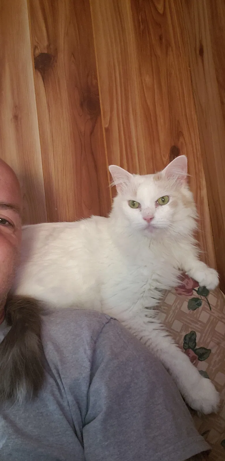 Lost cat in Greer, SC, 29651