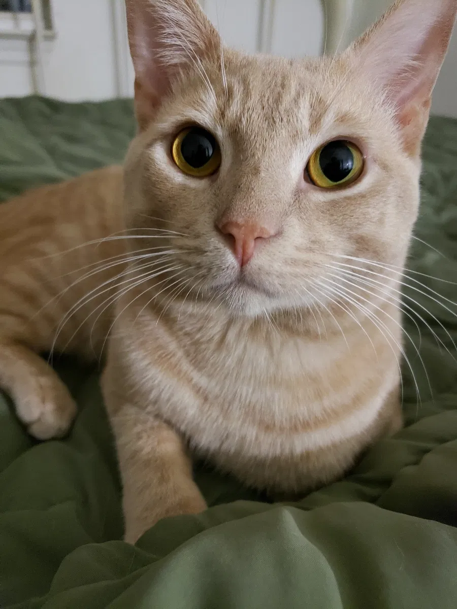 Lost cat in Jacksonville, FL, 32254