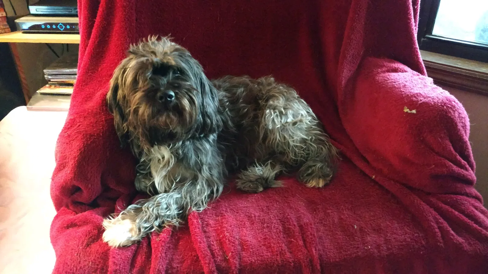 Lost dog in Mount Airy, GA, 30563