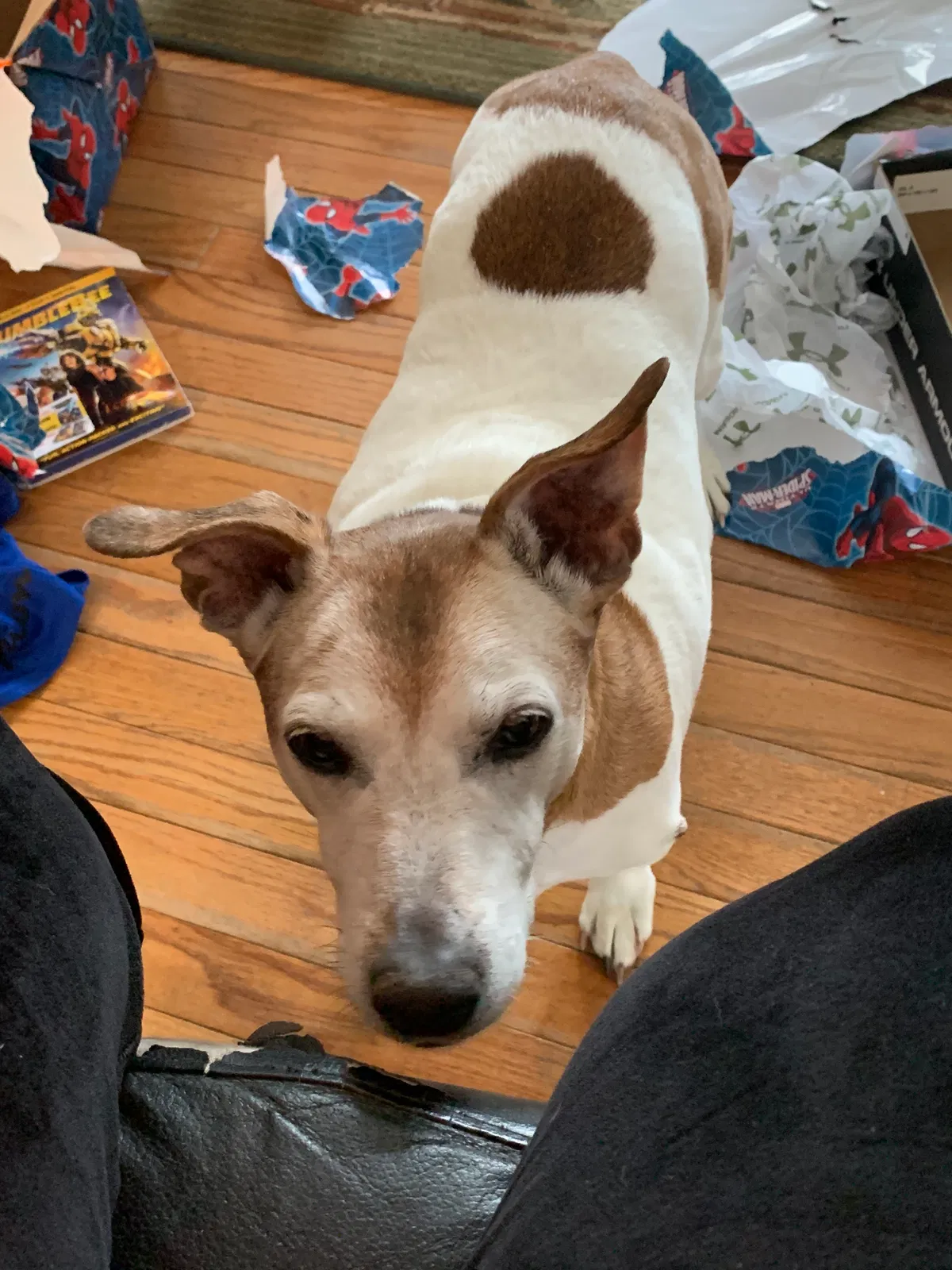 Lost dog in Auburn, MI, 48611