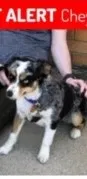 Lost dog in Cheyenne, WY, 82009