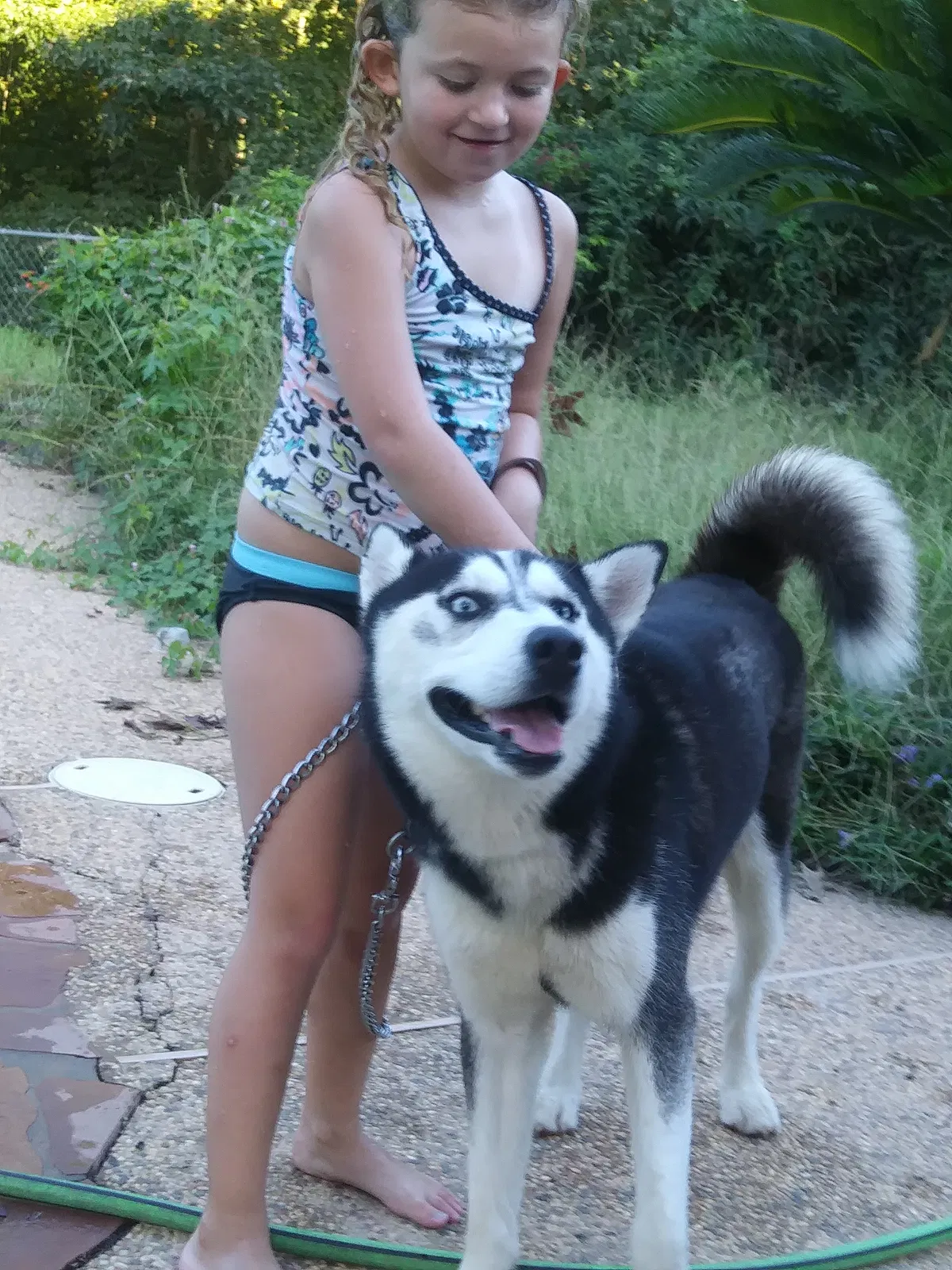Lost dog in Montgomery, TX, 77316
