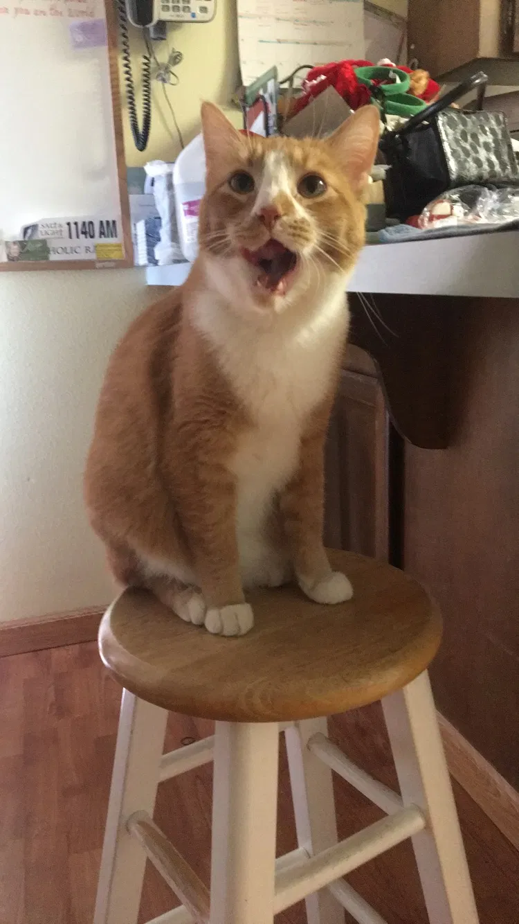 Lost cat in Nampa, ID, 83686