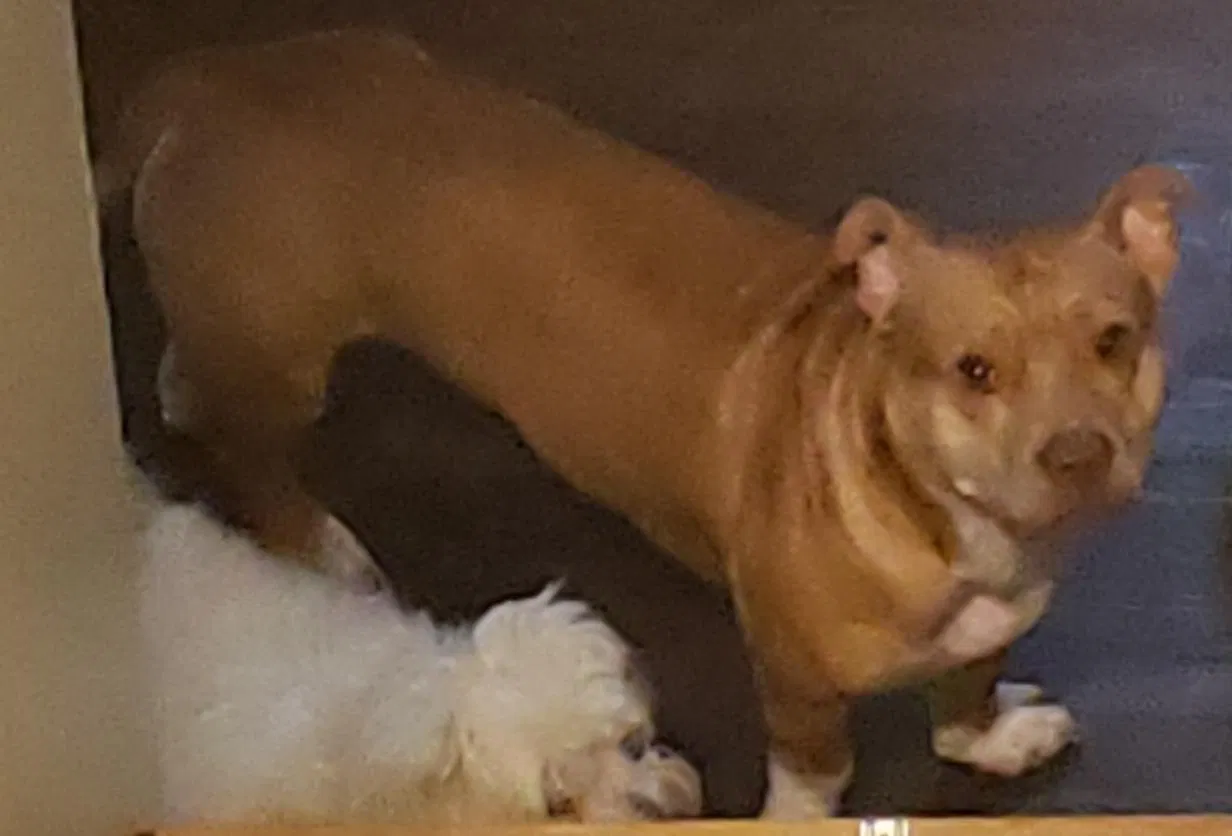 Lost dog in Matthews, NC, 28104