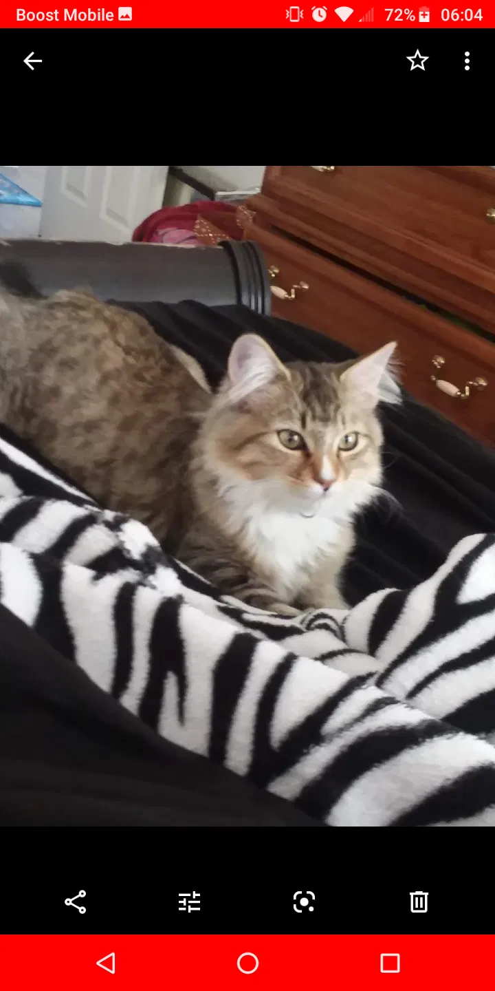 Lost cat in Johnstown, CO, 80534