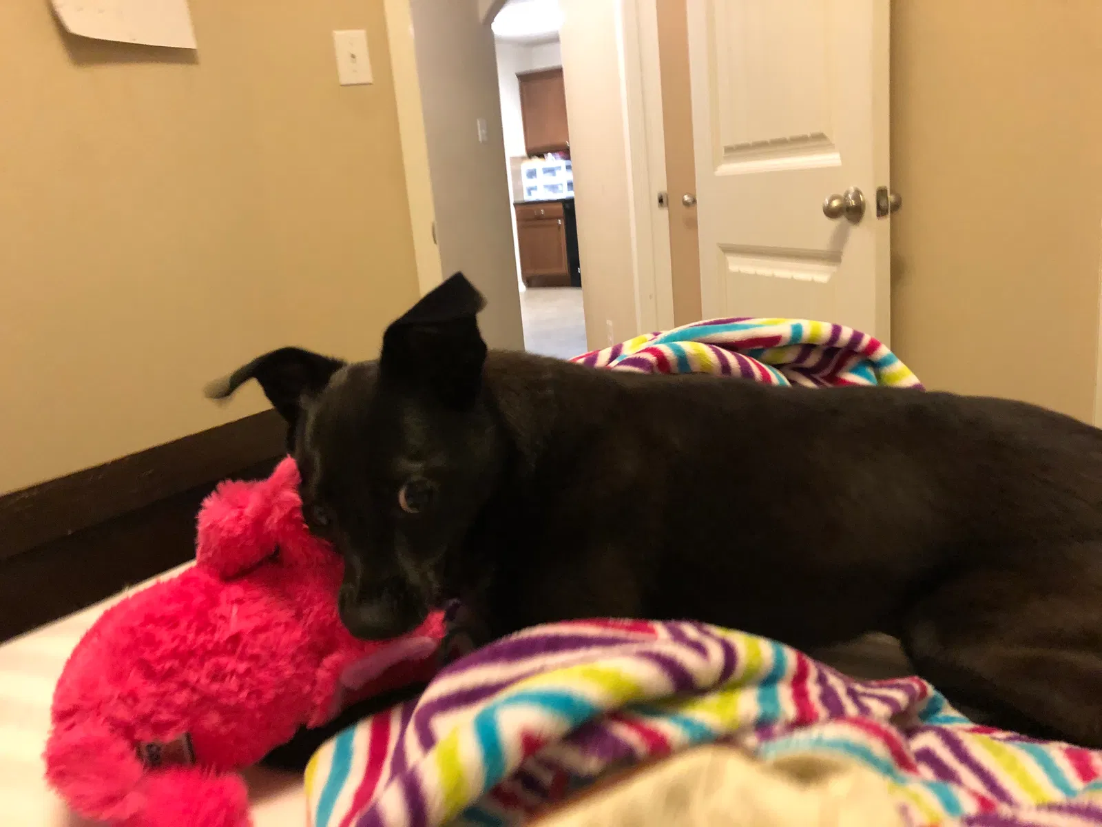 Lost dog in Princeton, TX, 75407