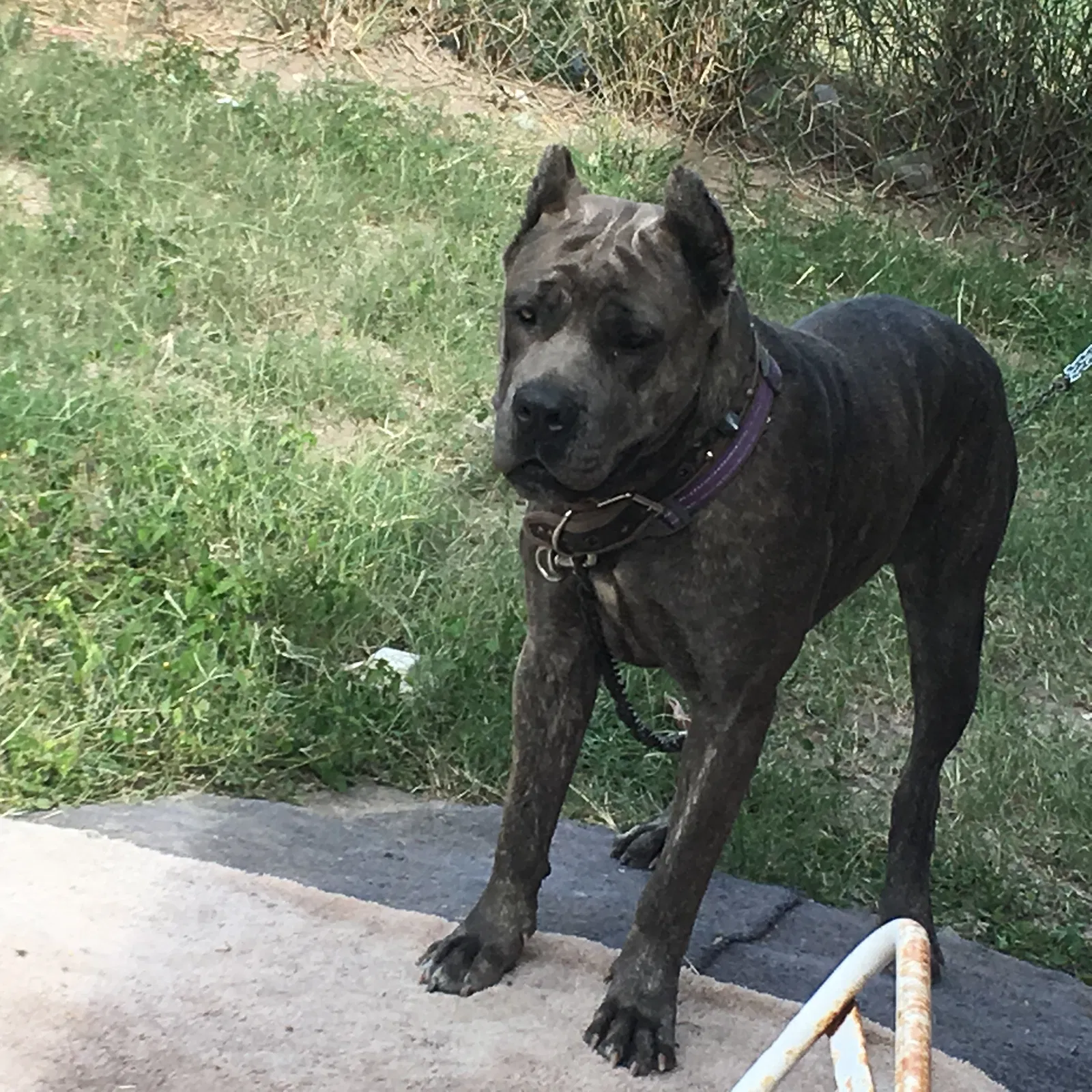 Lost dog in Pharr, TX, 78577