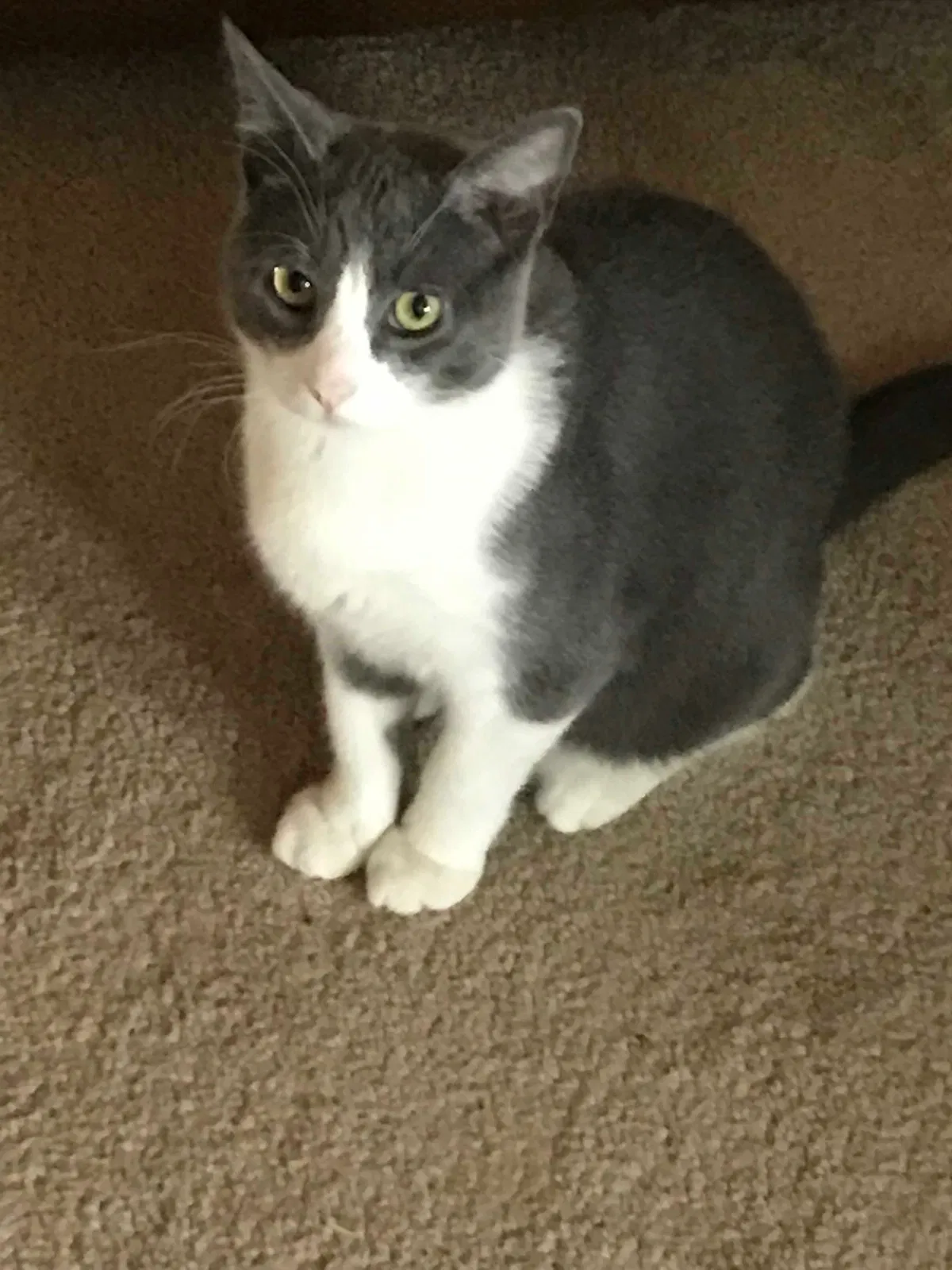 Lost cat in Saint Paul, MN, 55113