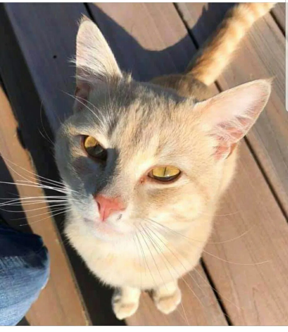 Lost cat in Sterling Heights, MI, 48313