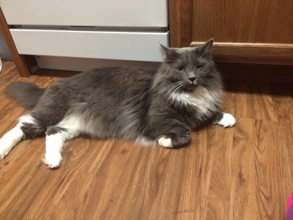 Lost cat in Fergus Falls, MN, 56537