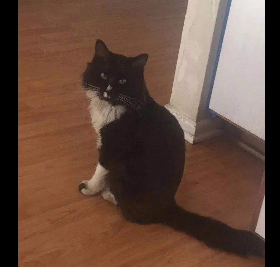 Lost cat in Glendale Heights, IL, 60139