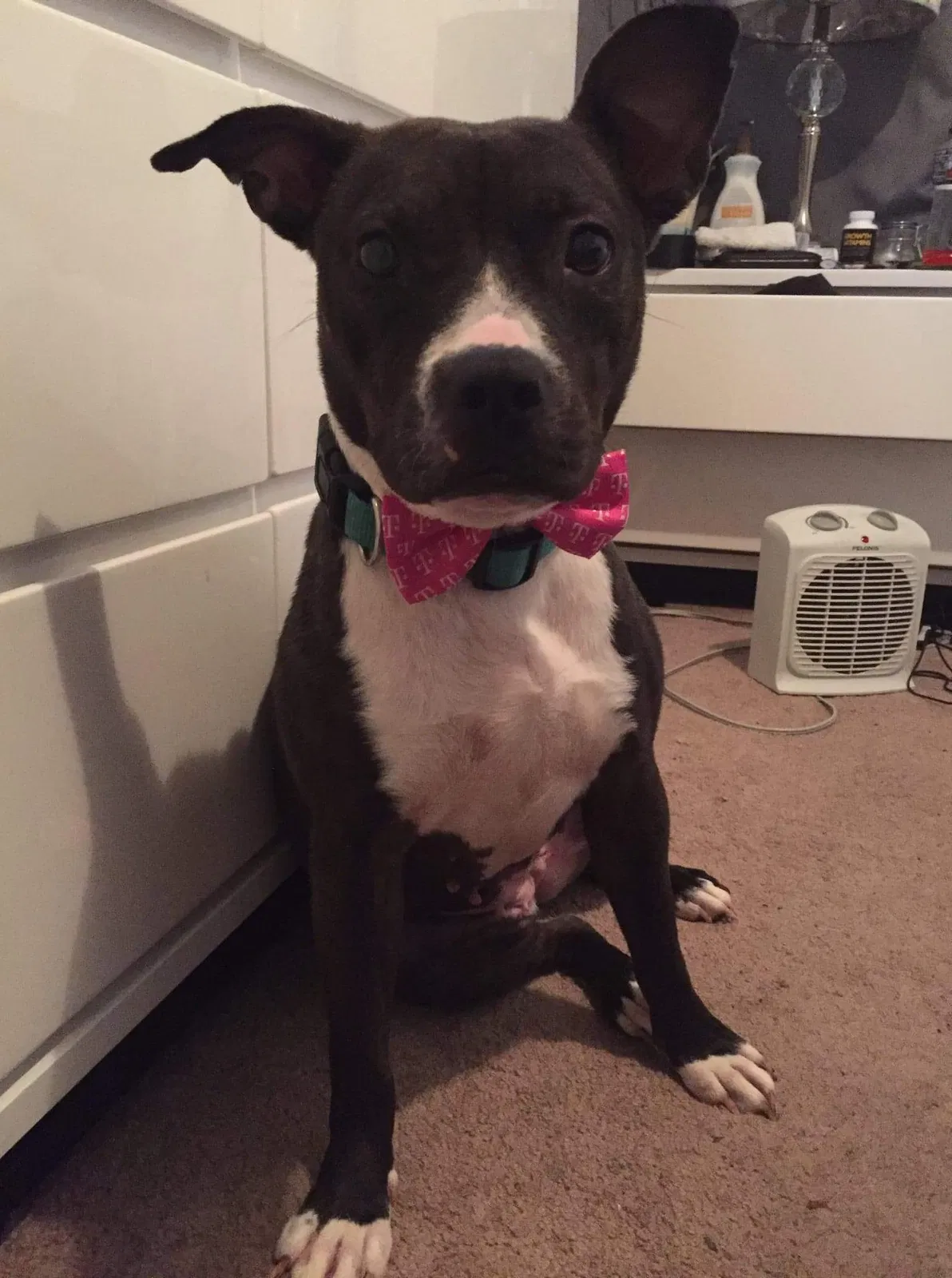 Lost dog in Chattanooga, TN, 37403