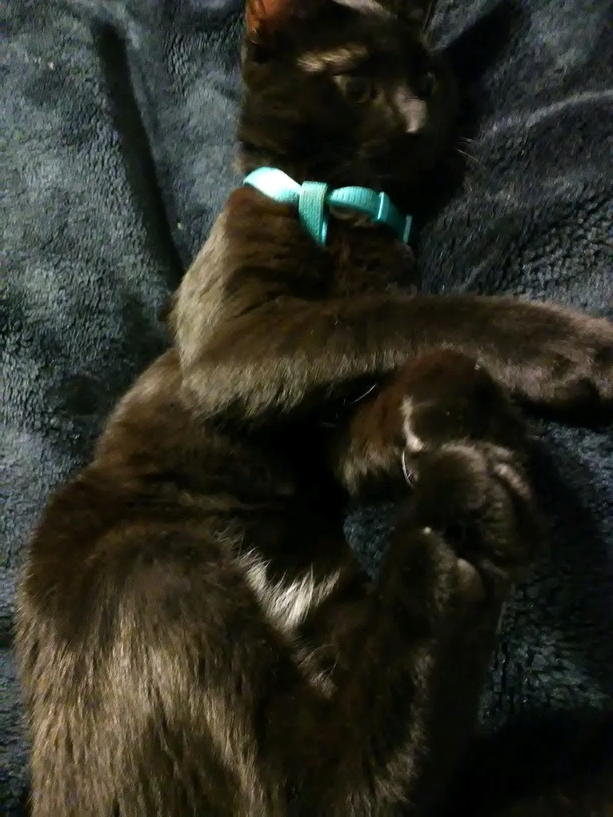 Lost cat in Denver, CO, 80211