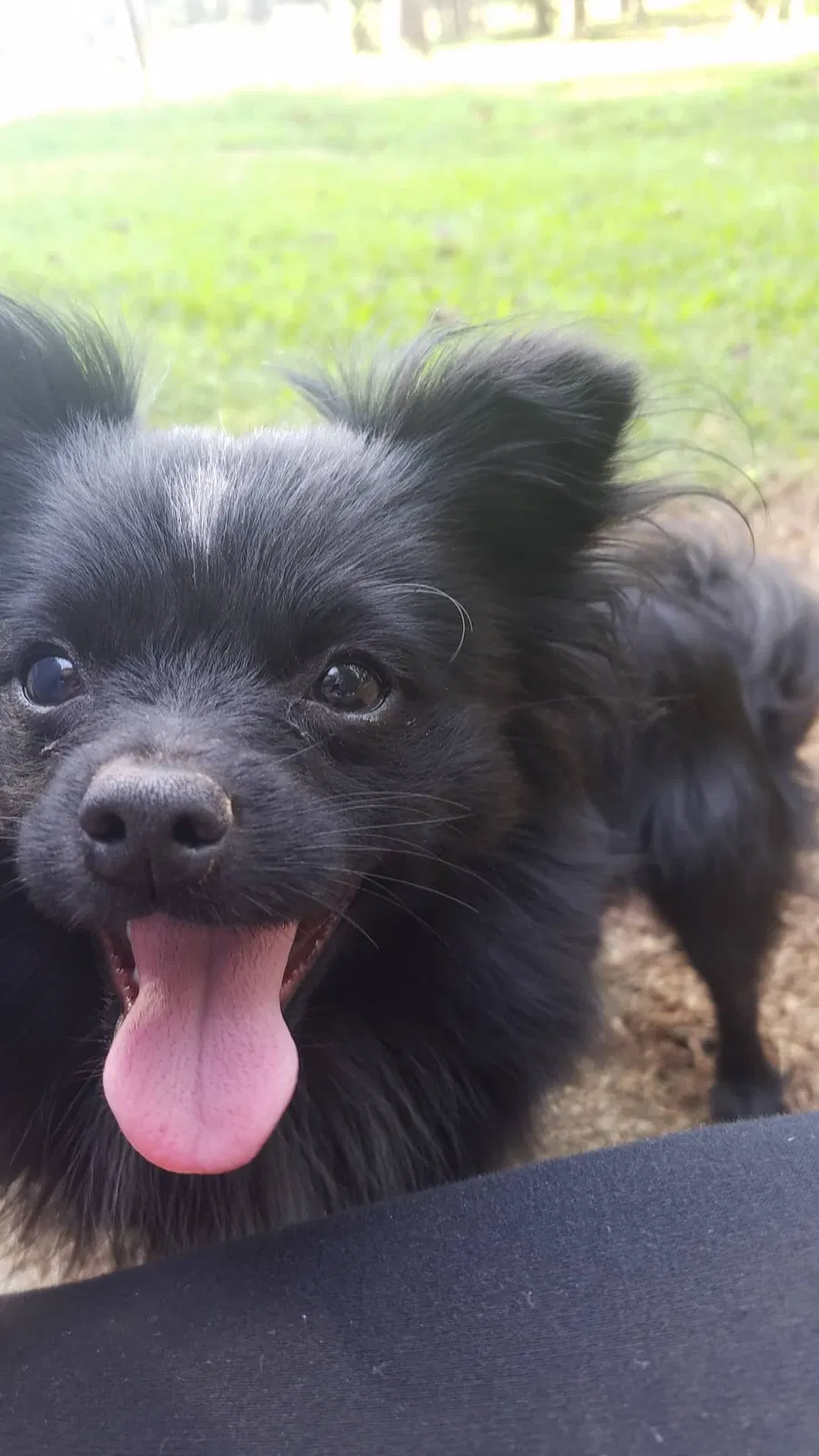 Lost dog in Williamston, SC, 29697