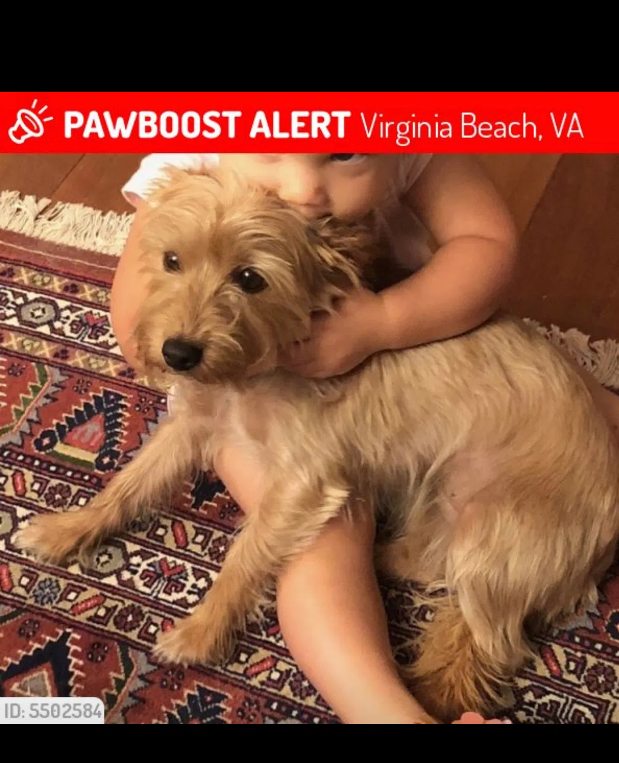 Lost dog in Virginia Beach, VA, 23451
