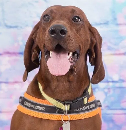 Lost dog in Grove City, OH, 43123