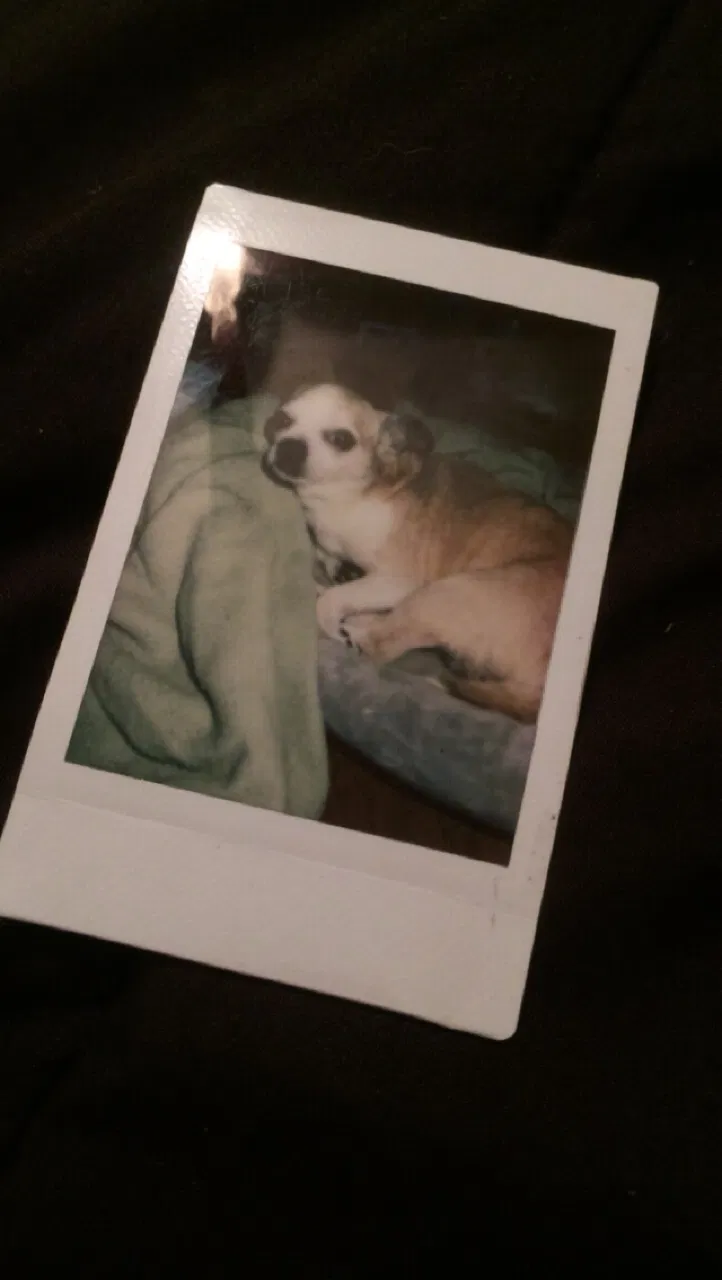 Lost dog in Pasadena, TX, 77503