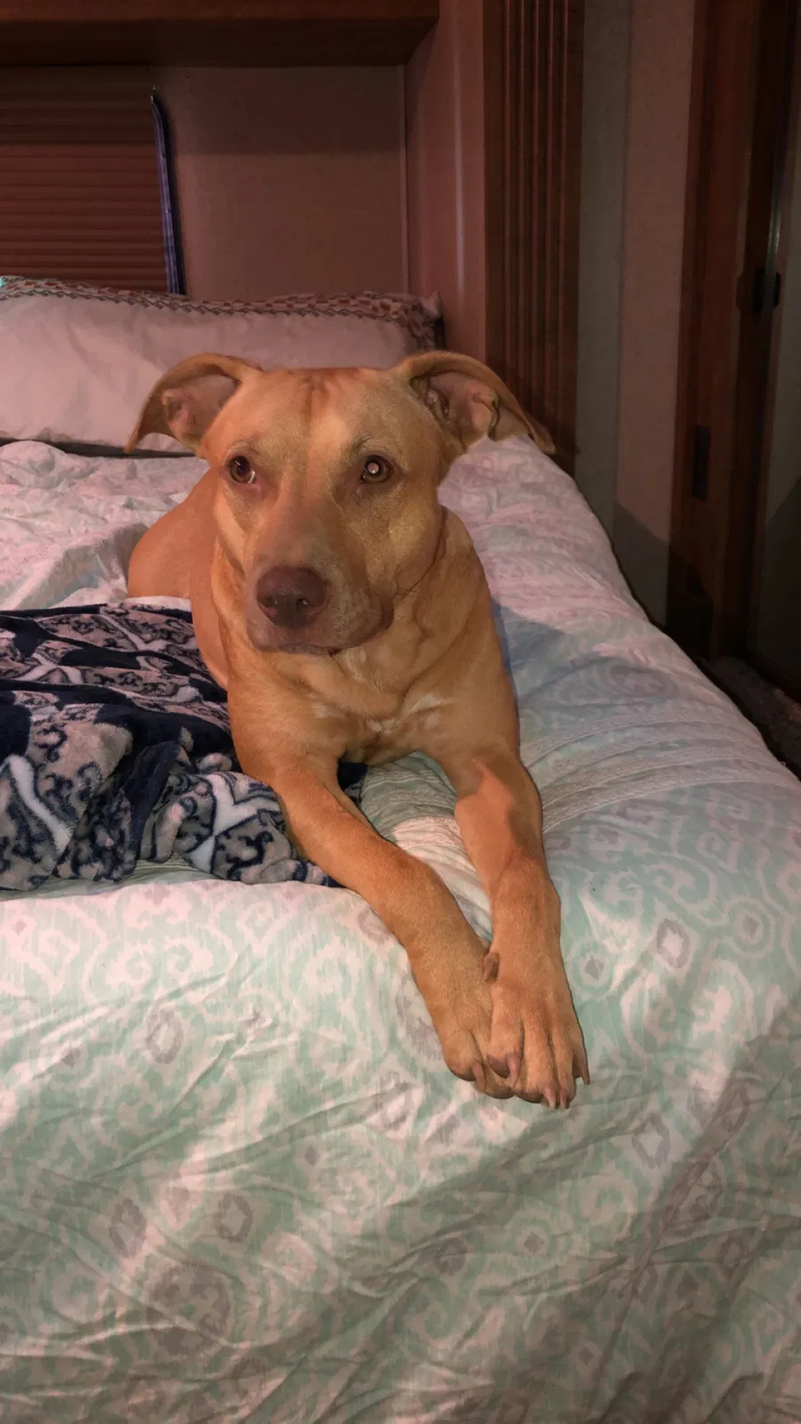 Lost dog in Denham Springs, LA, 70726