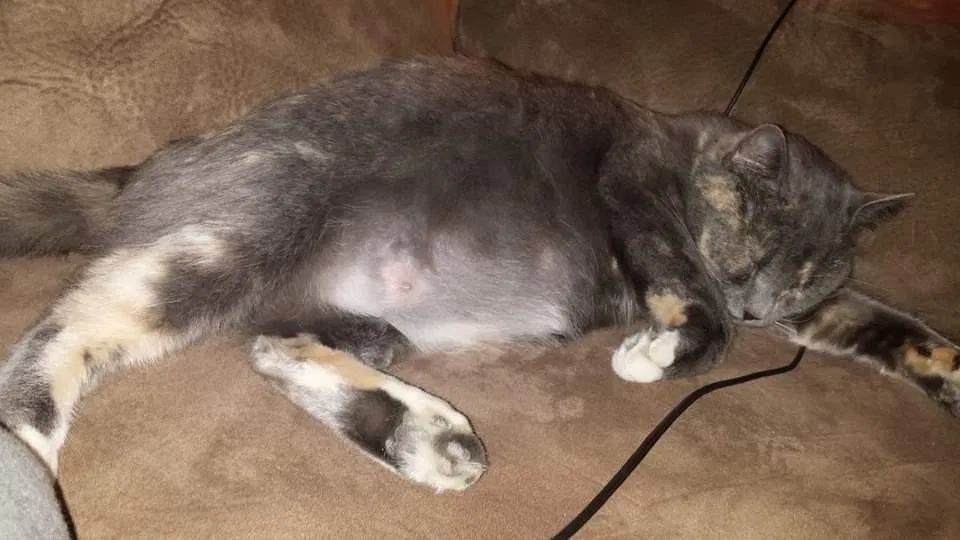 Lost cat in Schaumburg, IL, 60193