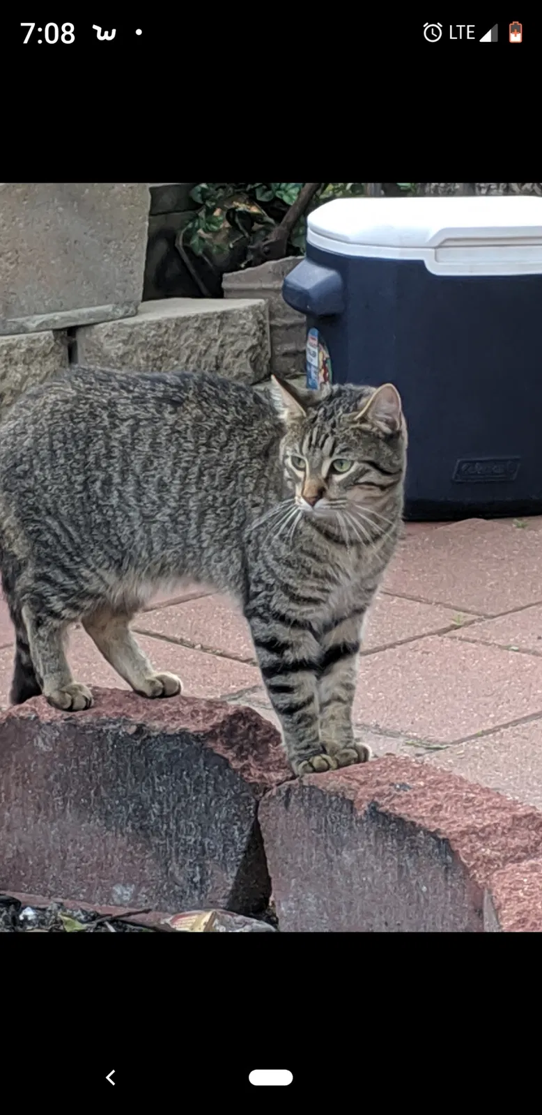 Lost cat in Elkhorn, WI, 53121