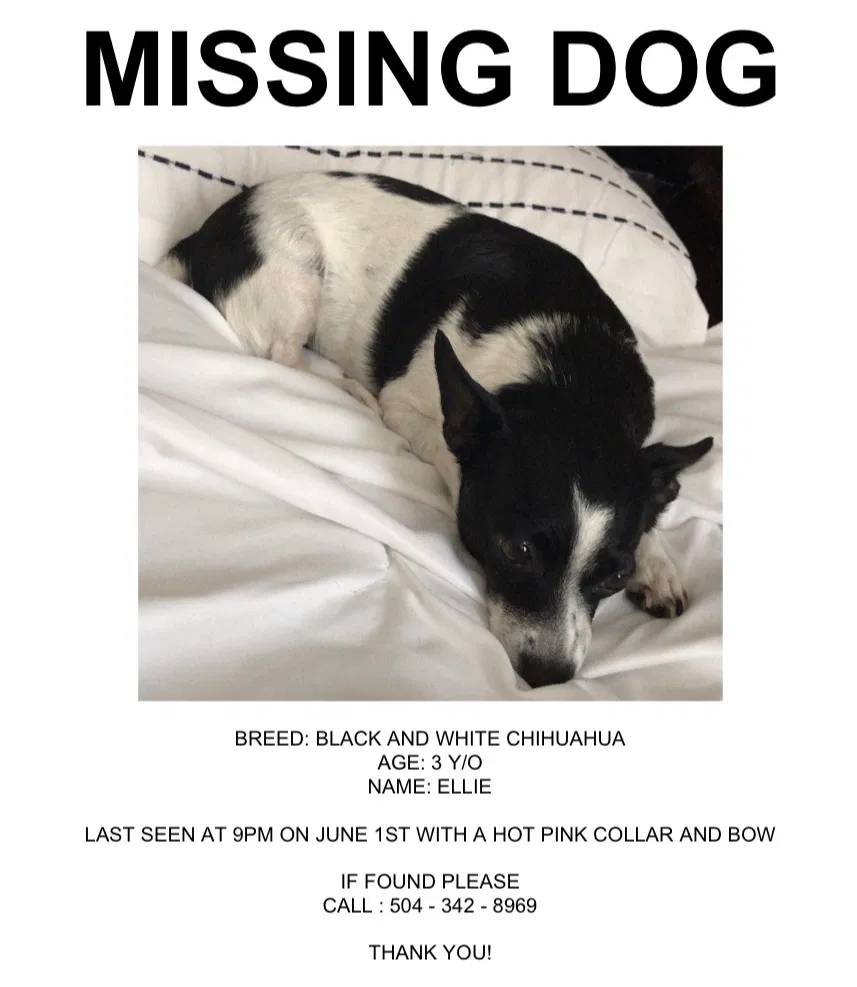 Lost dog in Baton Rouge, LA, 70817
