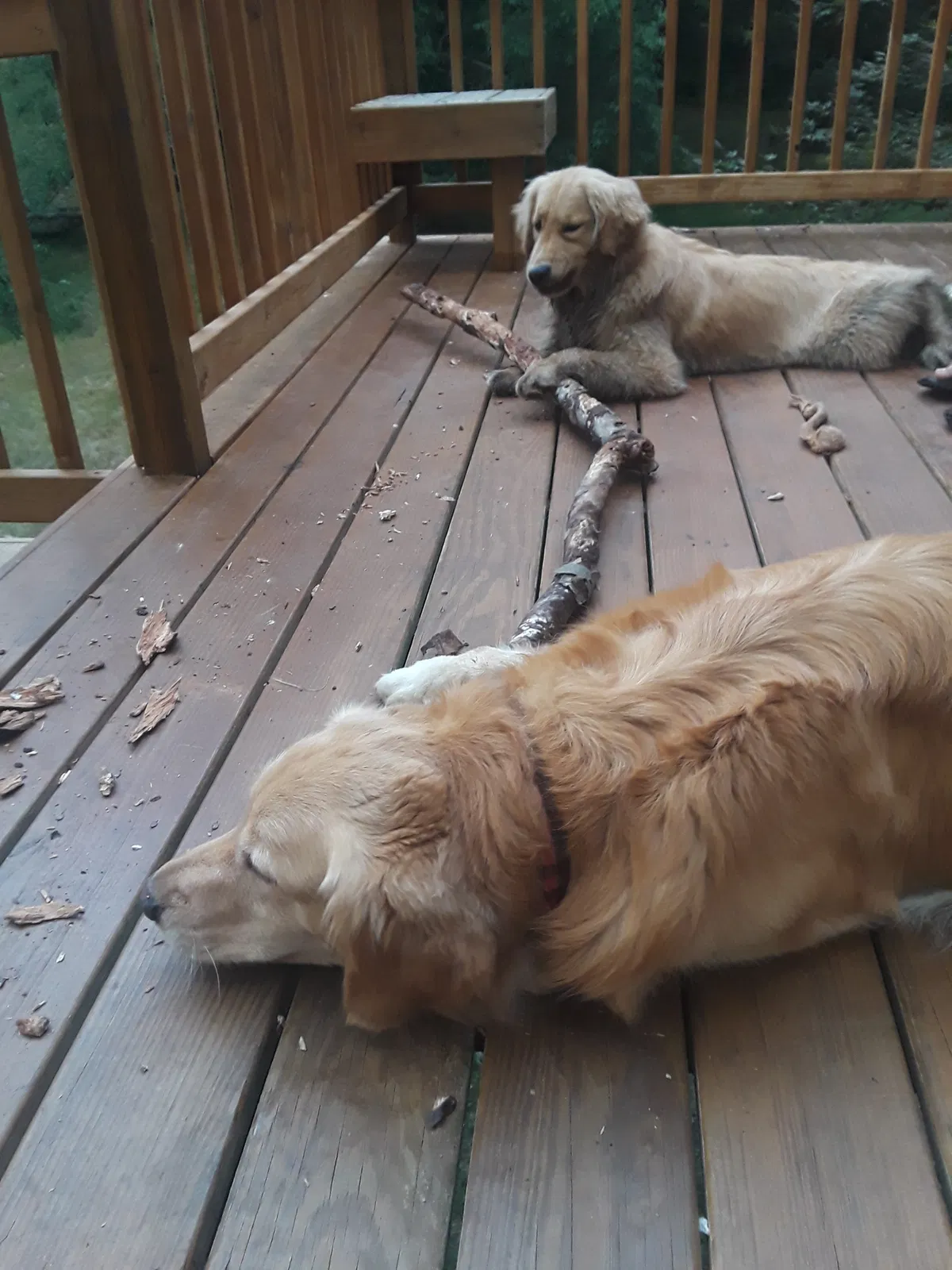 Lost dog in Ortonville, MI, 48462