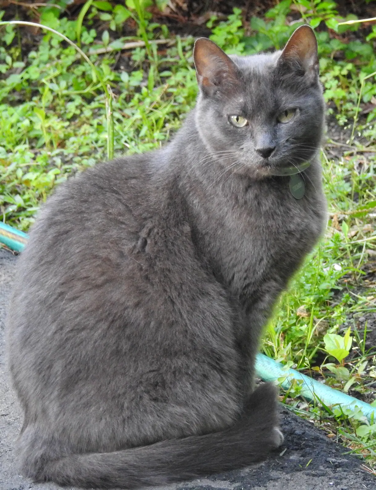 Lost cat in Stirling, NJ, 7980