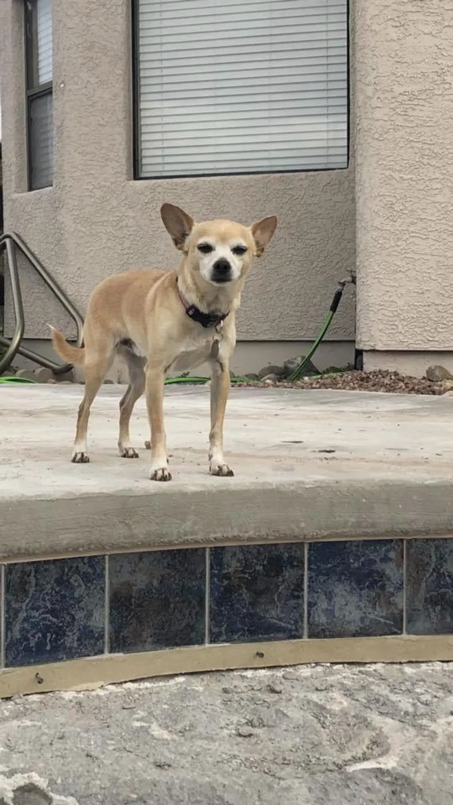 Lost dog in Tucson, AZ, 85743