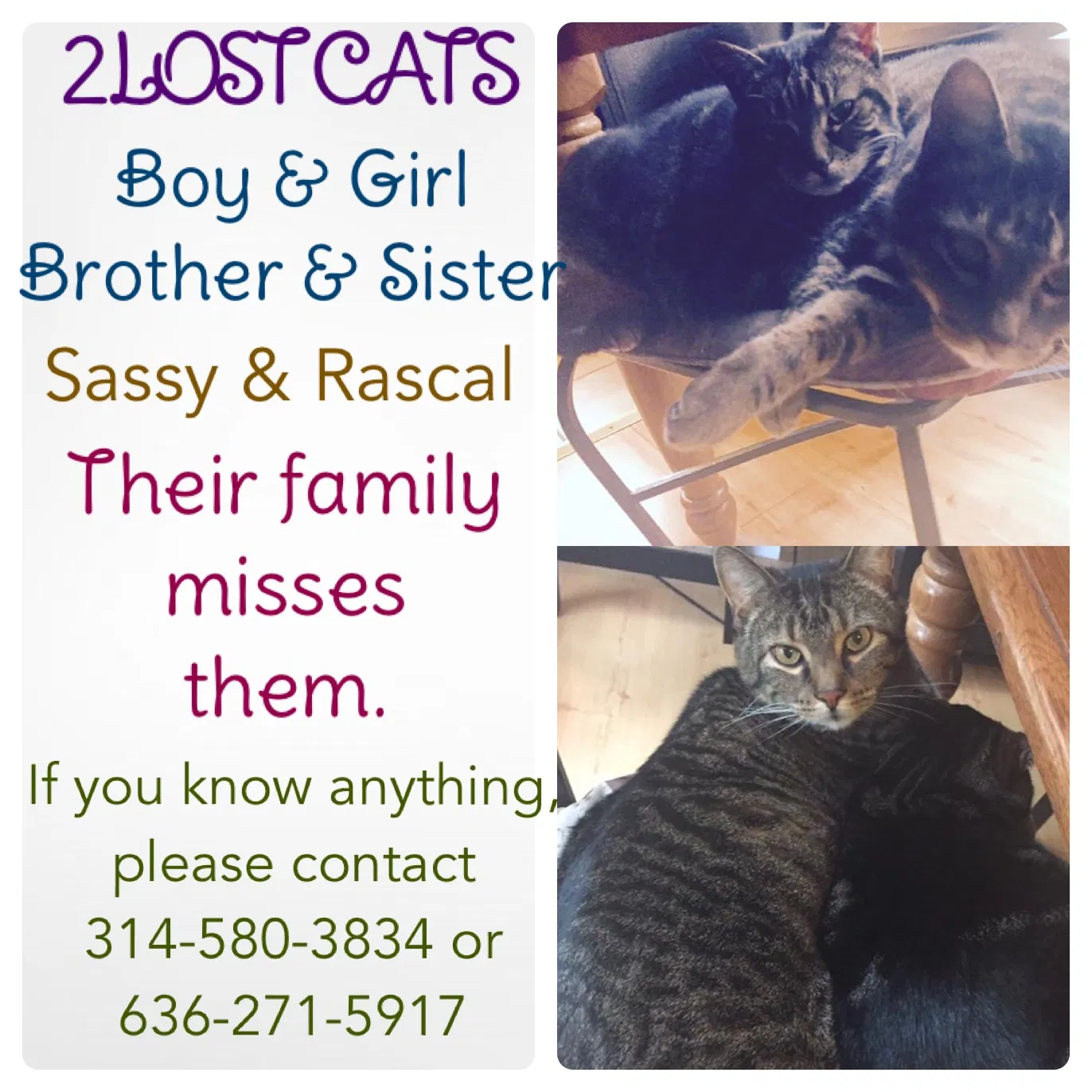 Lost cat in Villa Ridge, MO, 63089