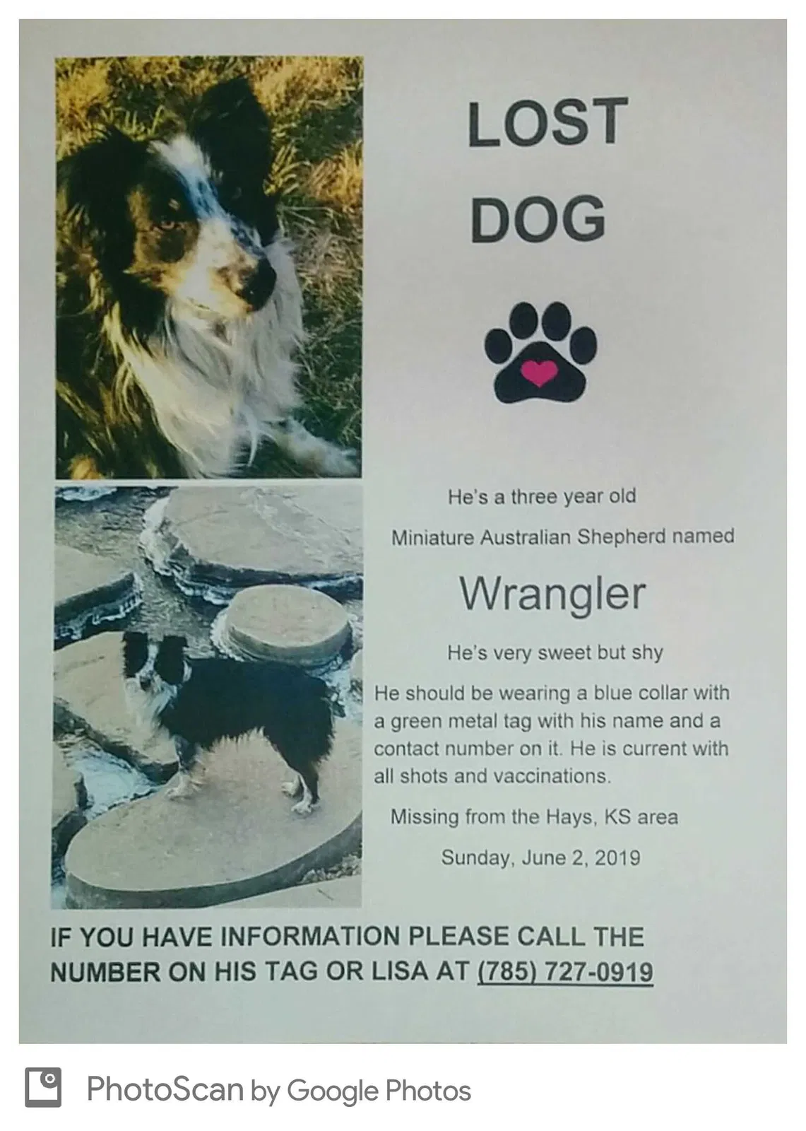Lost dog in Hays, KS, 67601