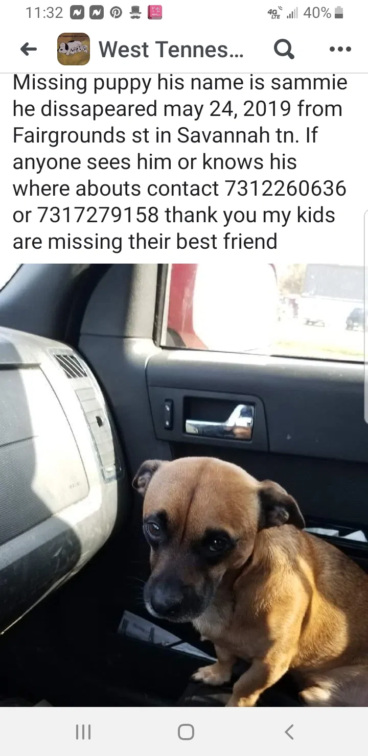 Lost dog in Savannah, TN, 38372
