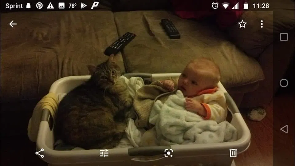 Lost cat in Knoxville, TN, 37938