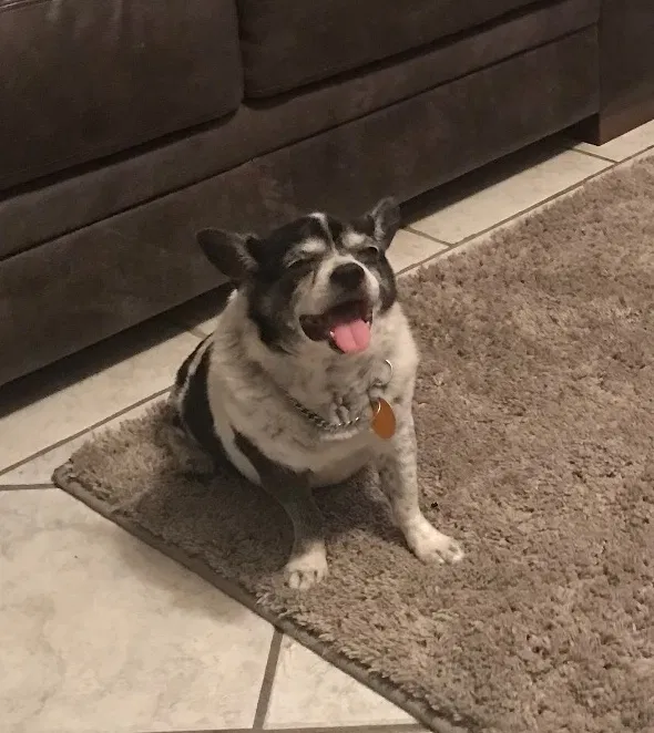 Lost dog in Corpus Christi, TX, 78417