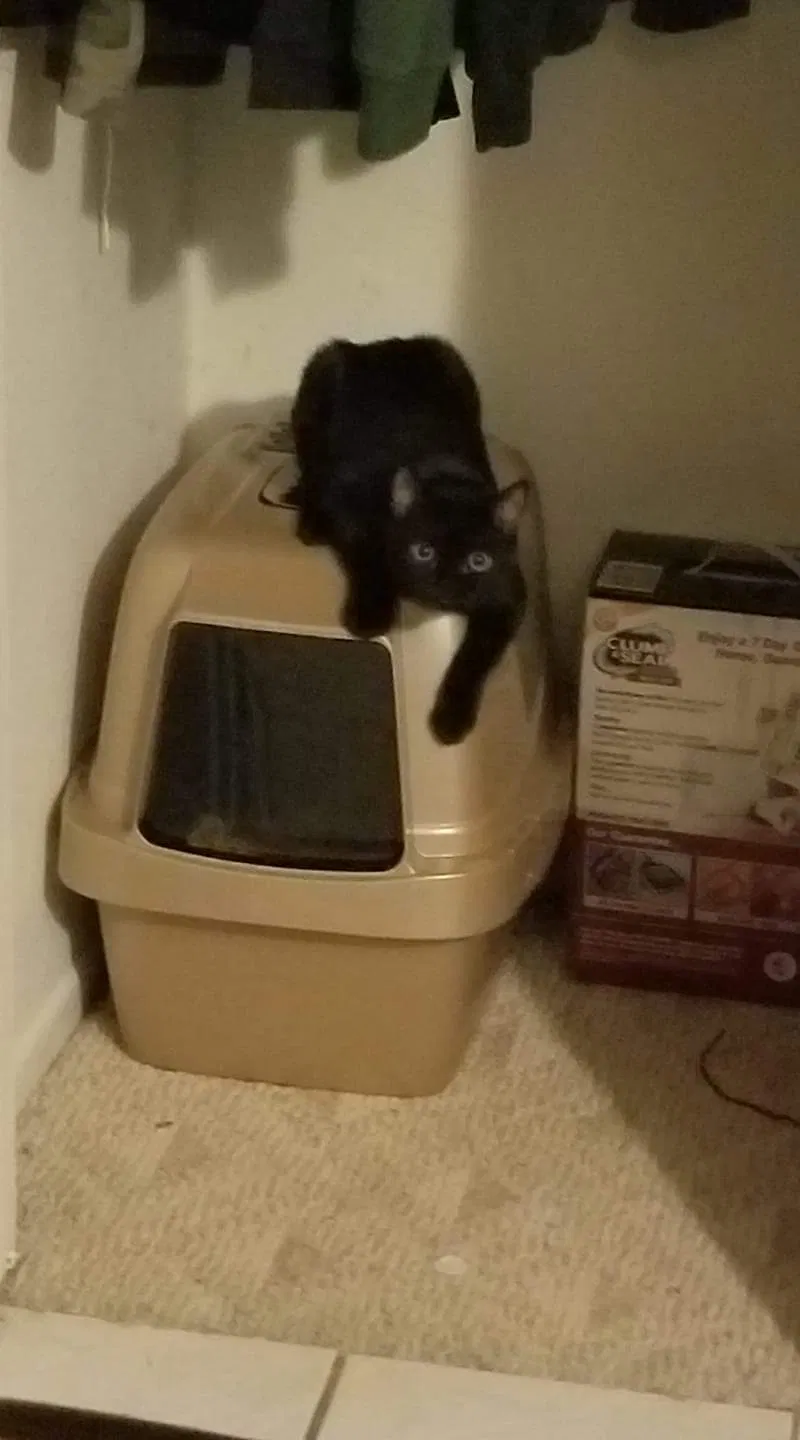 Lost cat in Apache Junction, AZ, 85119