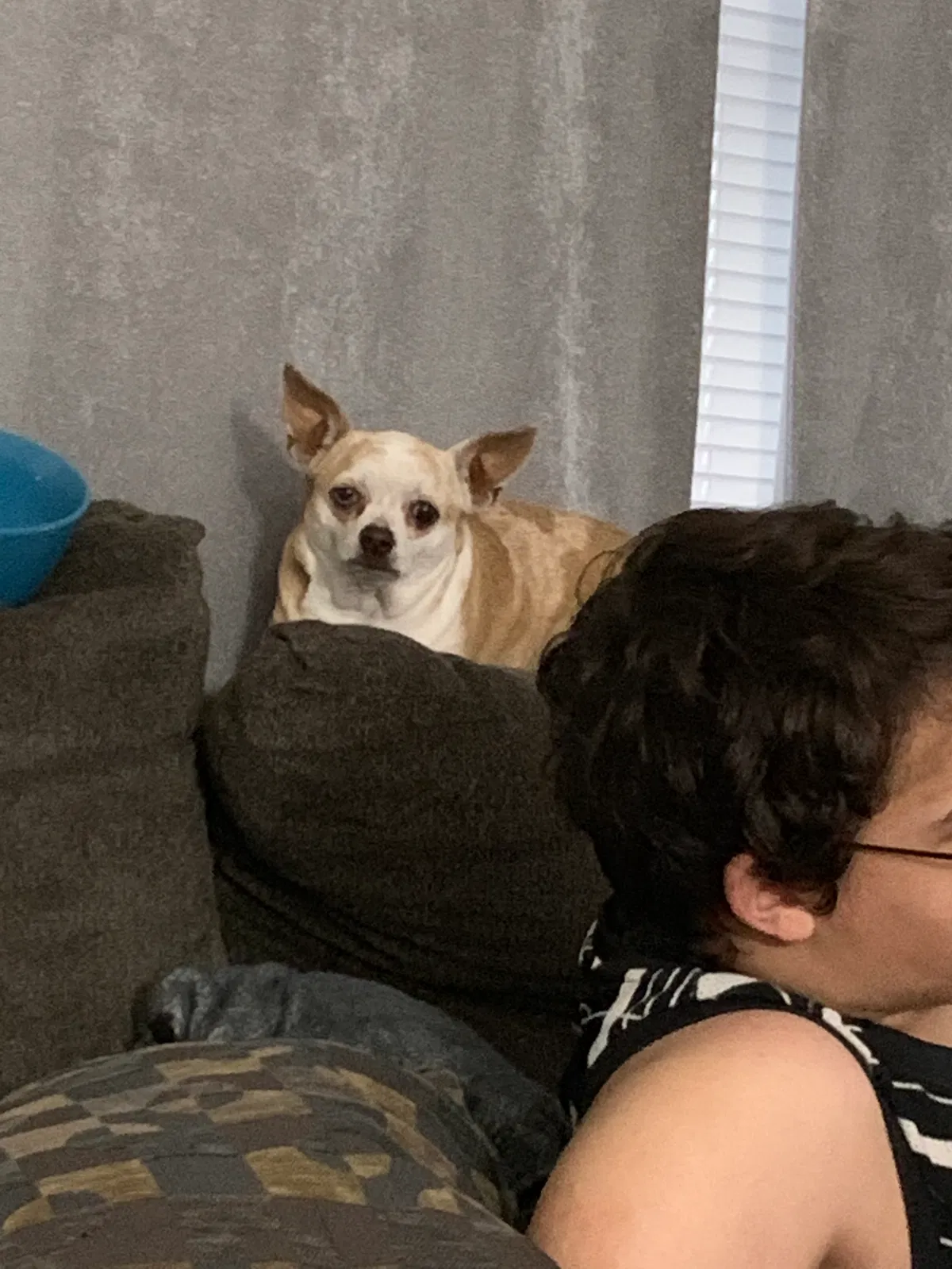 Lost dog in Palm Bay, FL, 32909