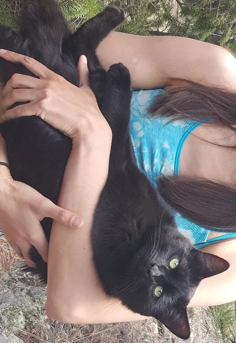 Lost cat in Jamestown, CO, 80455