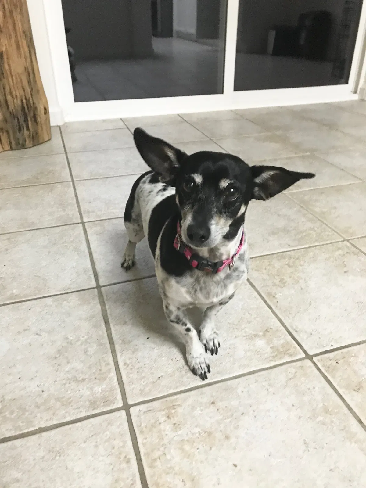 Lost dog in Fair Oaks, CA, 95628