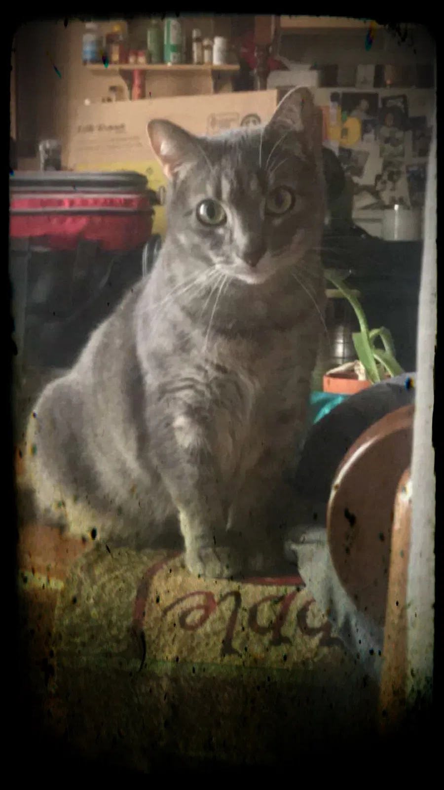 Lost cat in Oglesby, IL, 61348