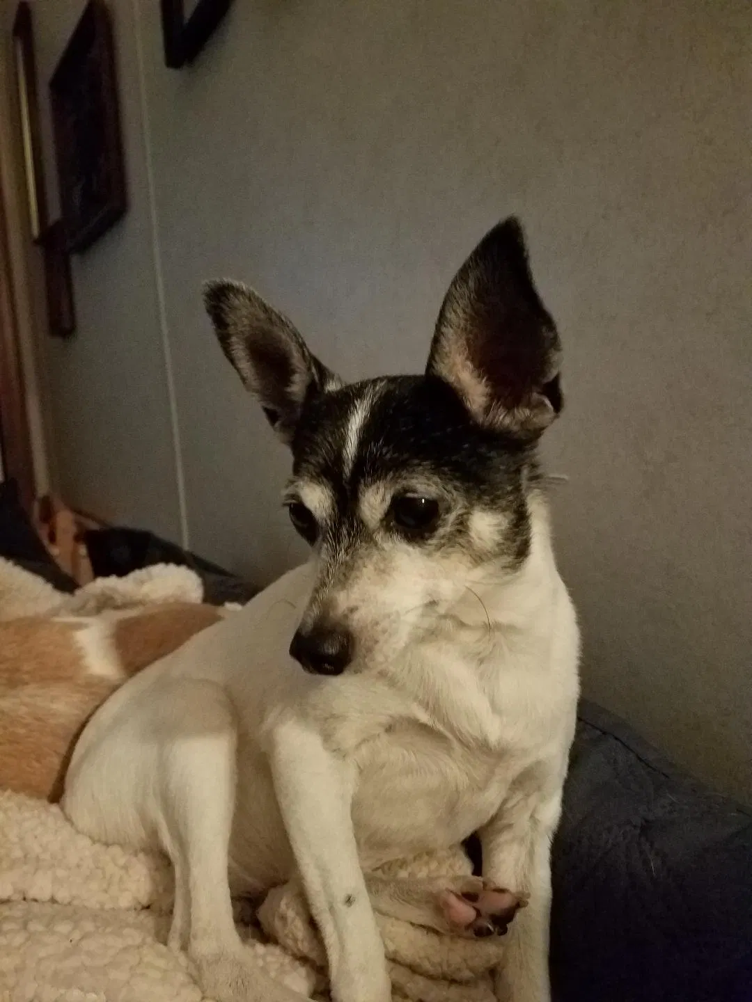 Lost dog in Fremont, NH, 3044